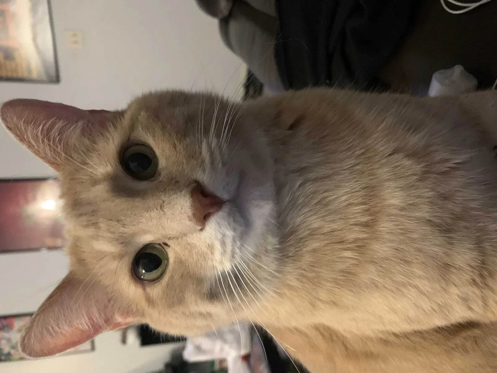 Lost cat in Fort Collins, CO, 80521