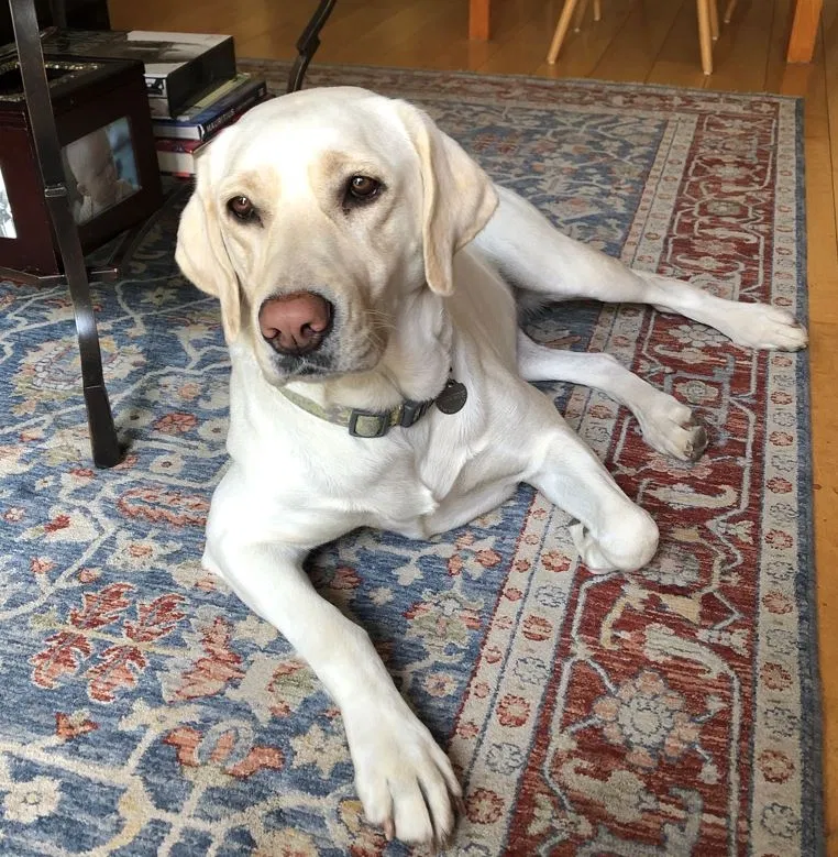 Lost dog in Woodland Hills, CA, 91364