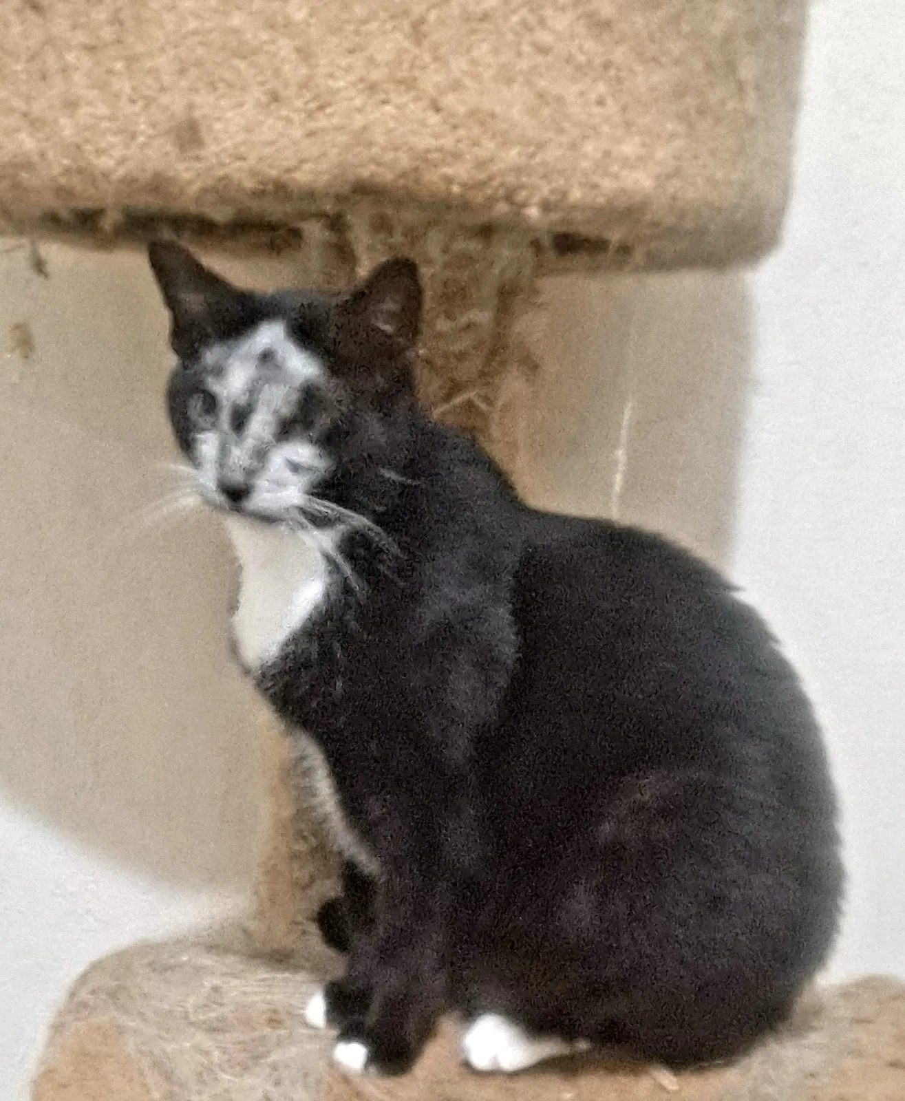 Lost cat in Miami, FL, 33173