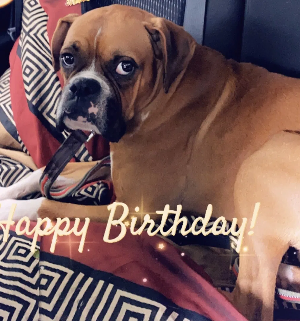 Lost dog in San Antonio, TX, 78244