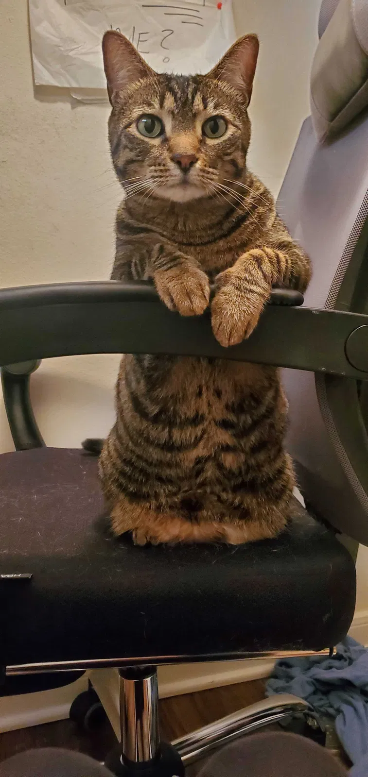 Lost cat in Spring, TX, 77386