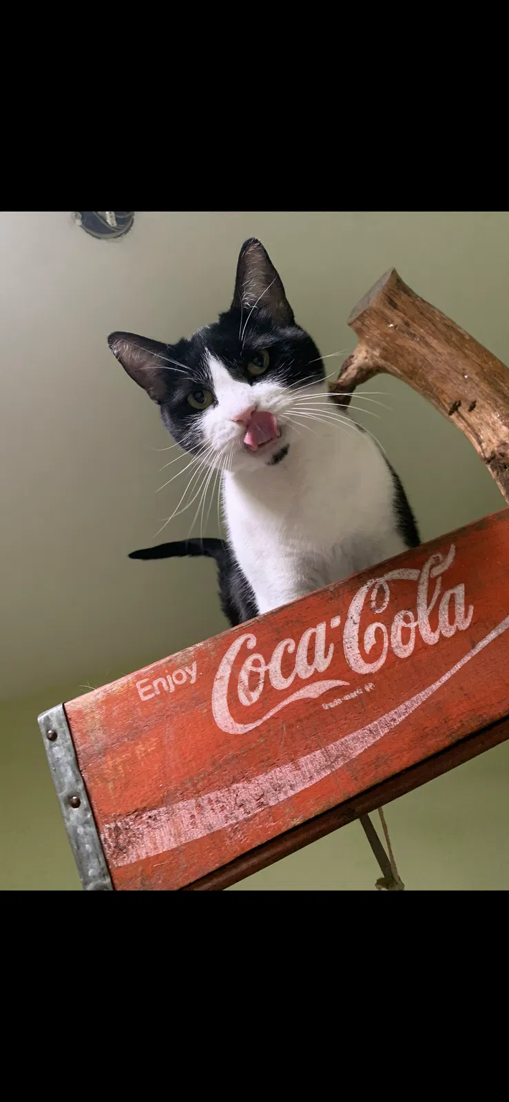 Lost cat in Hampshire, IL, 60140