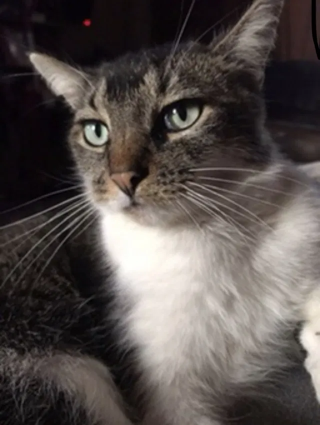 Lost cat in Frankfort, KY, 40601