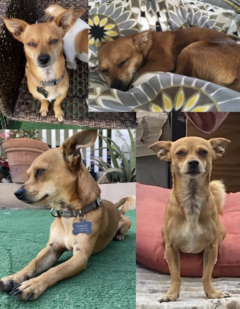 Lost dog in Fullerton, CA, 92832