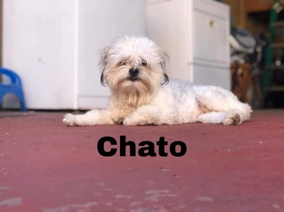 Lost dog in Riverdale, CA, 93656
