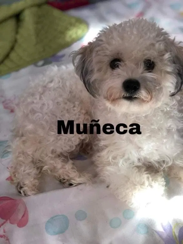 Lost dog in Riverdale, CA, 93656