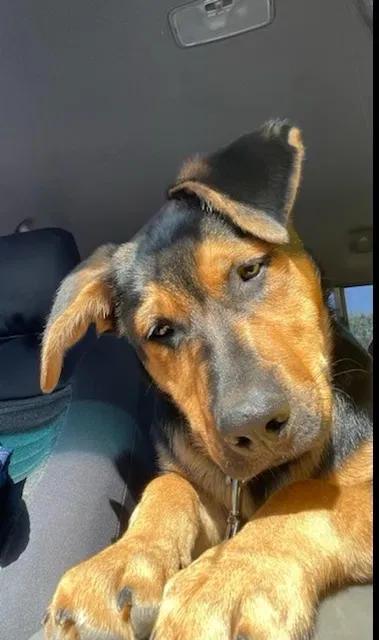 Lost dog in Windsor, CA, 95492