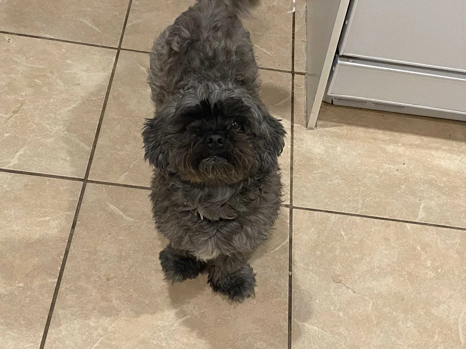 Lost dog in Lehigh Acres, FL, 33972