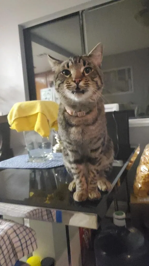 Lost cat in Palmdale, CA, 93552