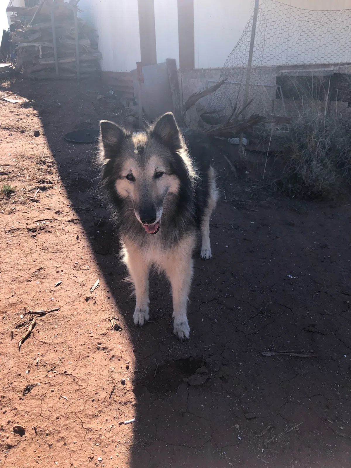 Lost dog in Tucson, AZ, 85705