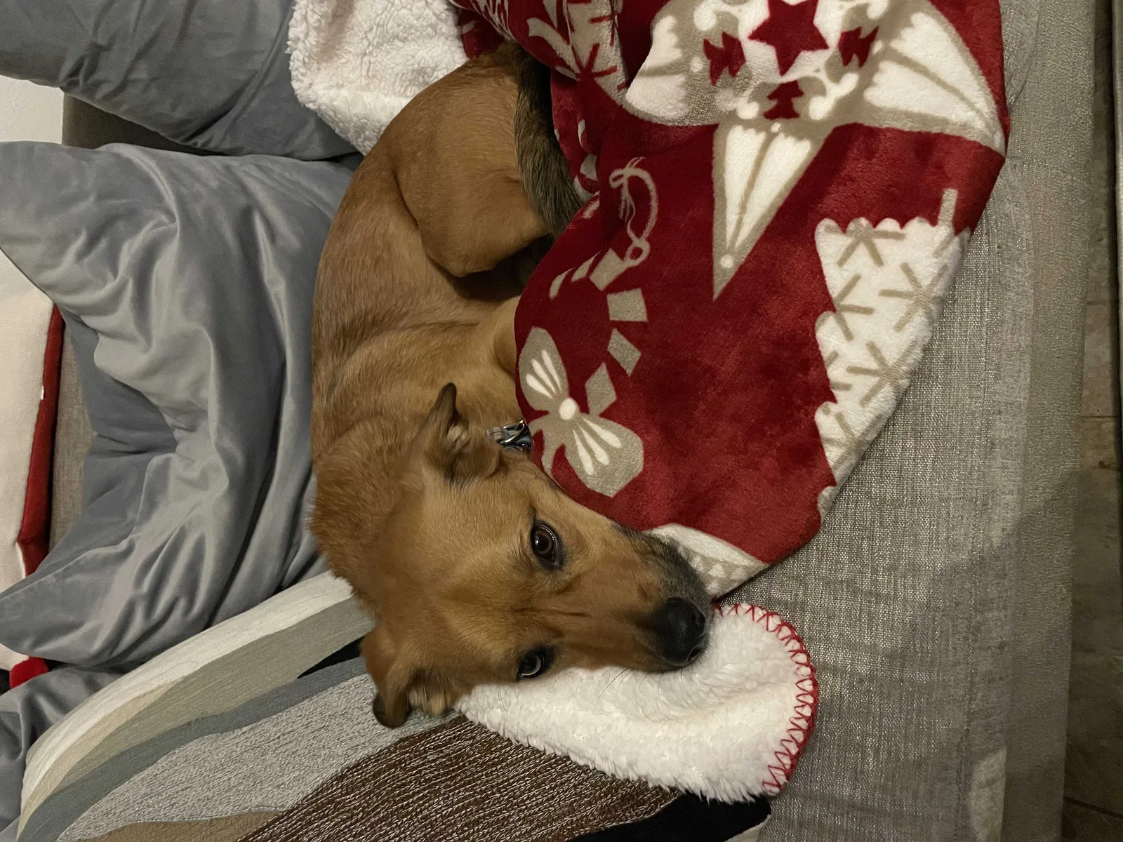 Lost dog in San Jose, CA, 95124