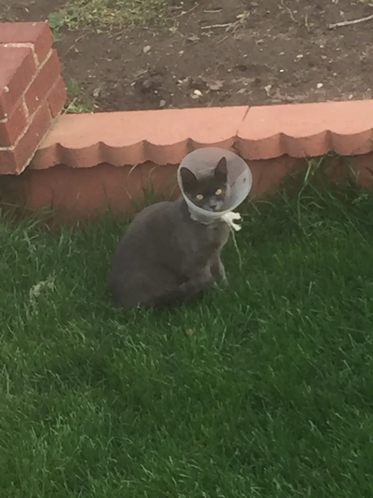 Lost cat in Howard Beach, NY, 11414