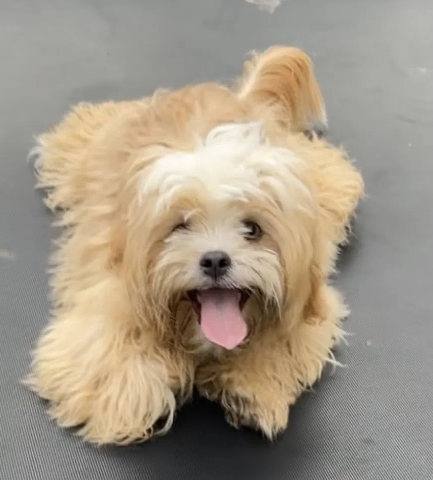 Lost dog in Katy, TX, 77449