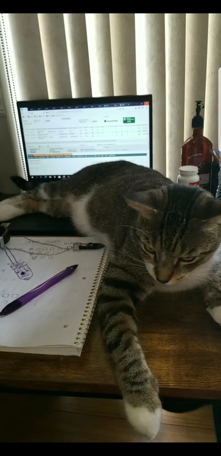 Lost cat in Deltona, FL, 32725