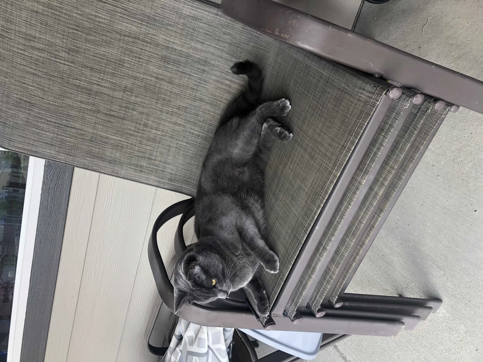 Lost cat in Aurora, CO, 80015