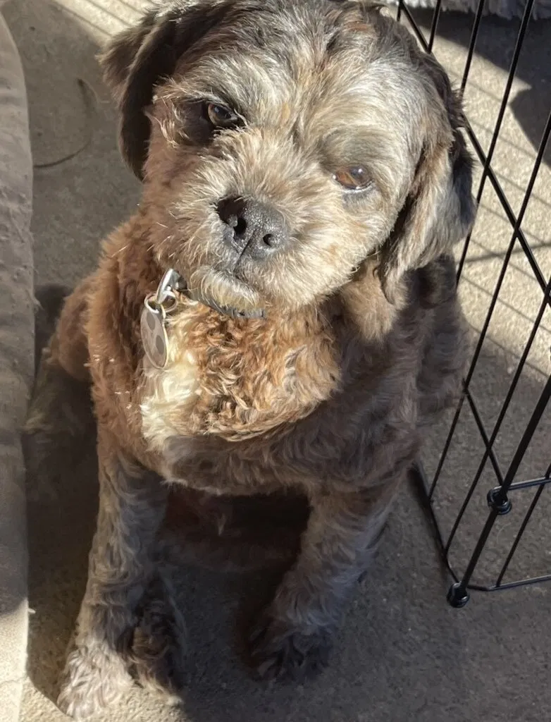Lost dog in Richmond, CA, 94801