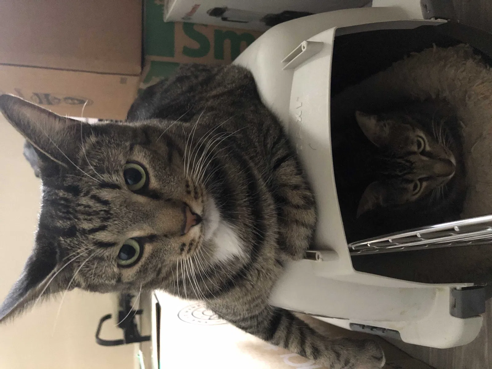 Lost cat in Henderson, NV, 89015
