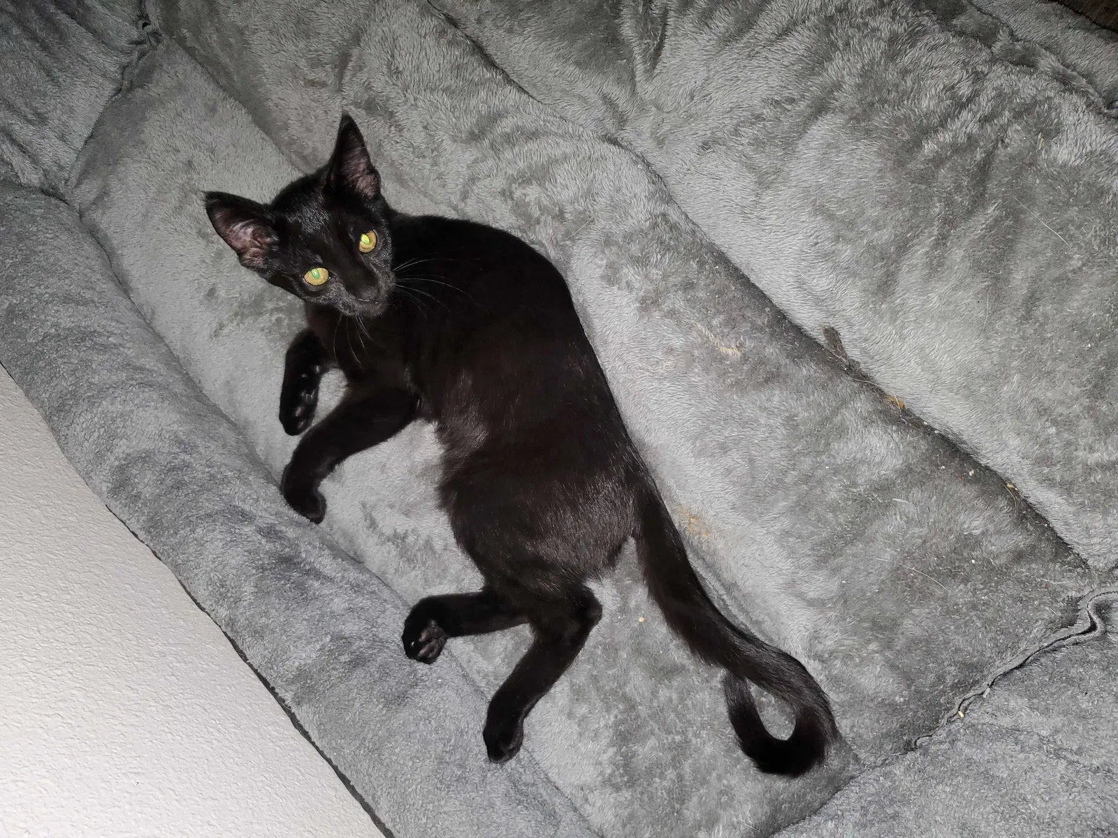 Lost cat in Denver, CO, 80246