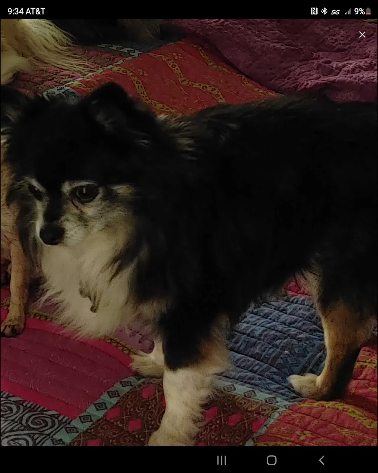 Lost dog in Fort Worth, TX, 76179