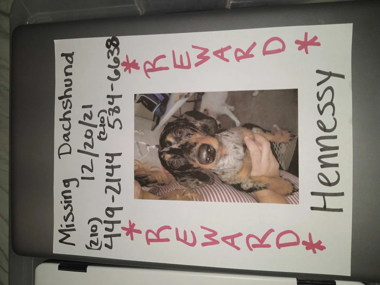 Lost dog in Cibolo, TX, 78108