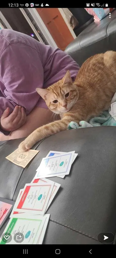 Lost cat in Columbus, OH, 43228