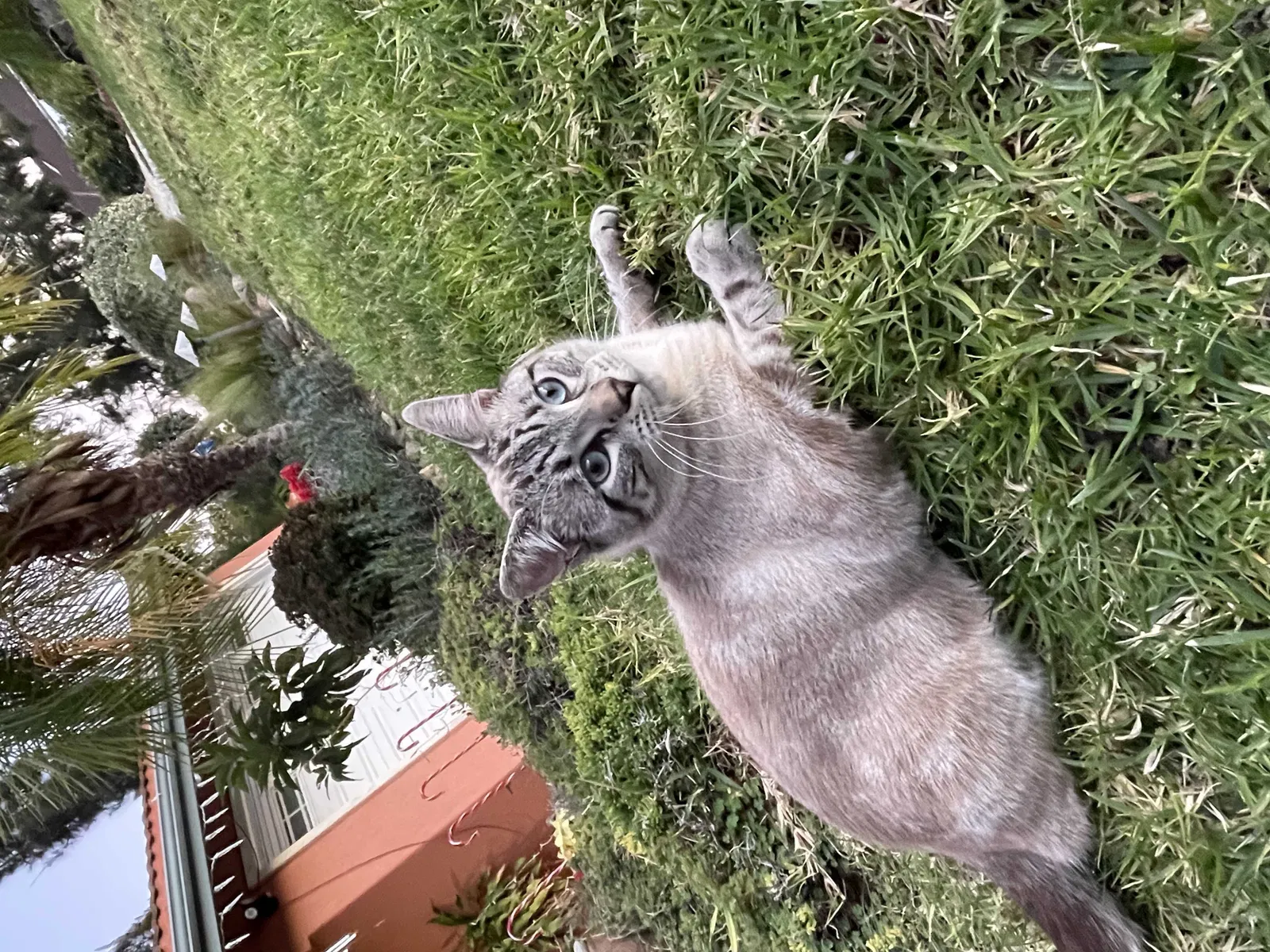 Lost cat in Escondido, CA, 92026