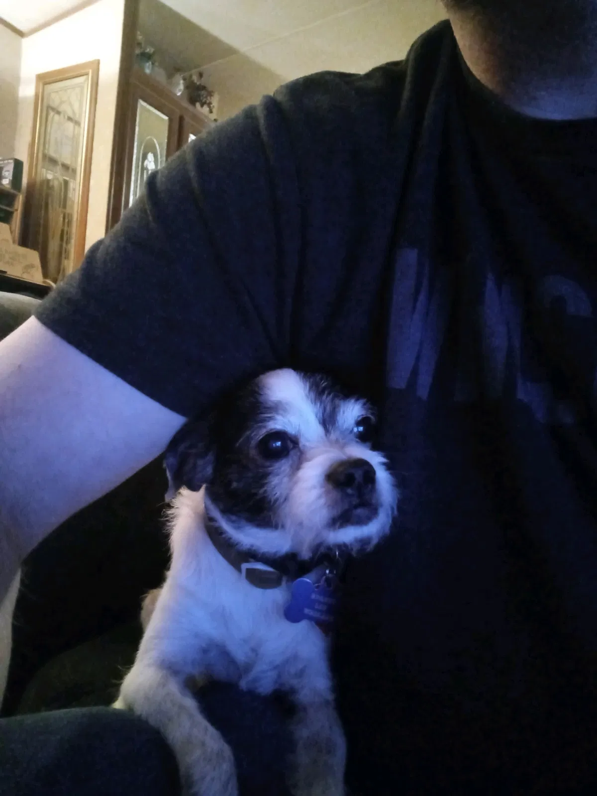 Lost dog in Garland, TX, 75044