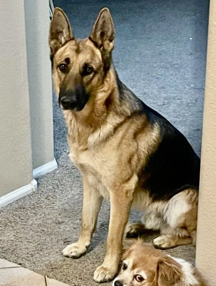 Lost dog in Goodyear, AZ, 85338