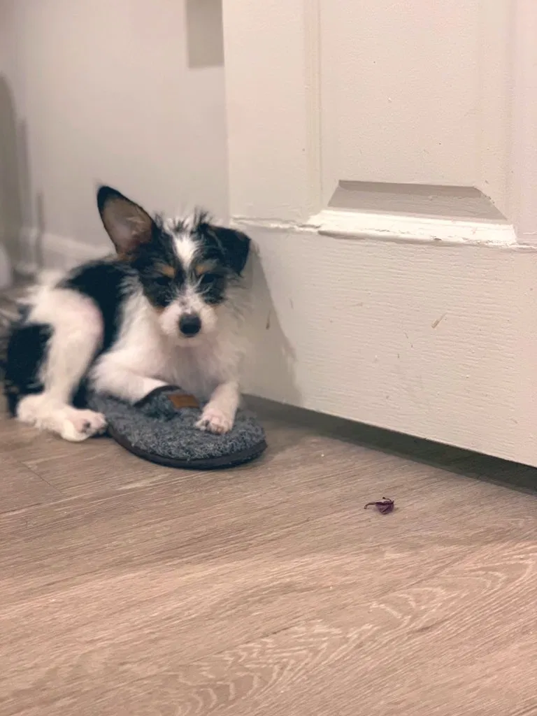 Lost dog in Dallas, TX, 75201
