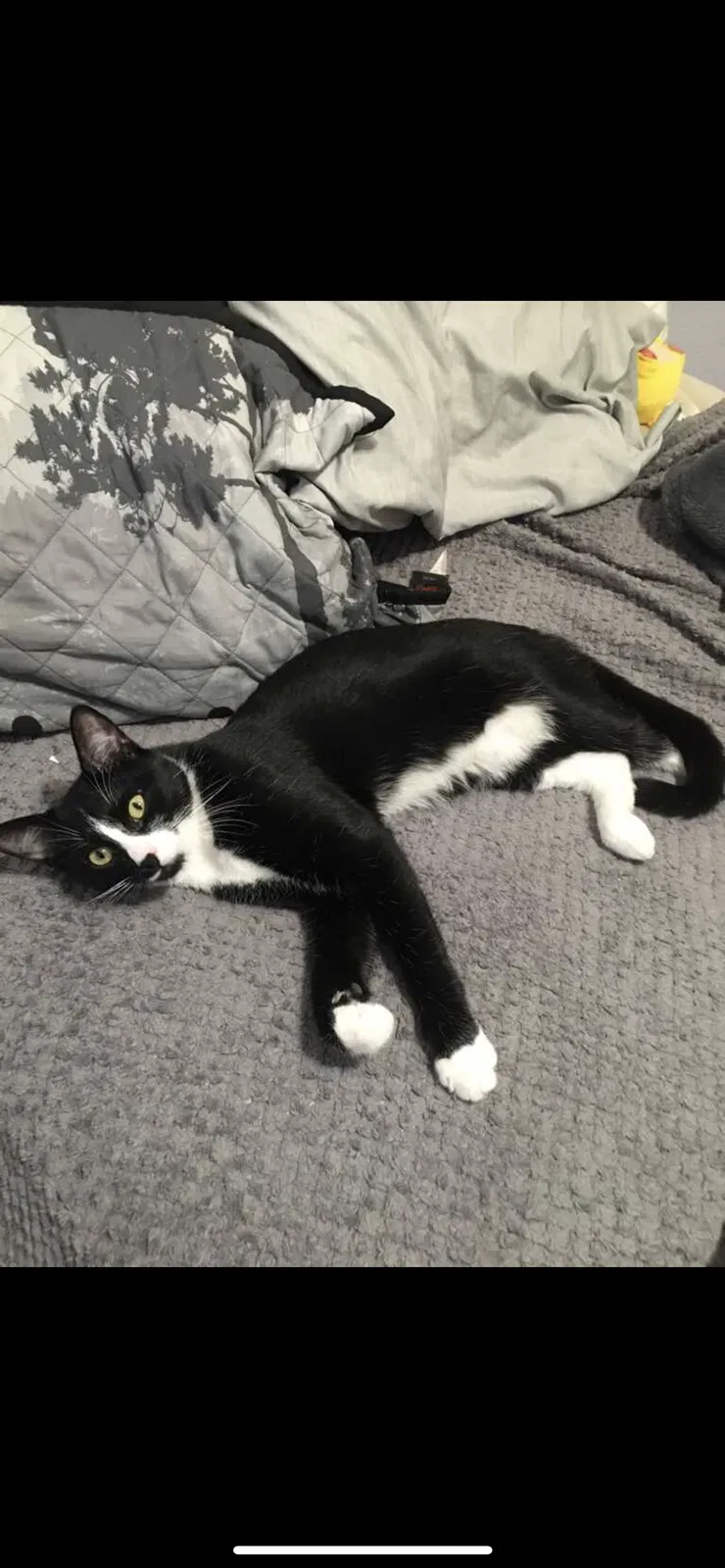 Lost cat in Las Vegas, NV, 89131