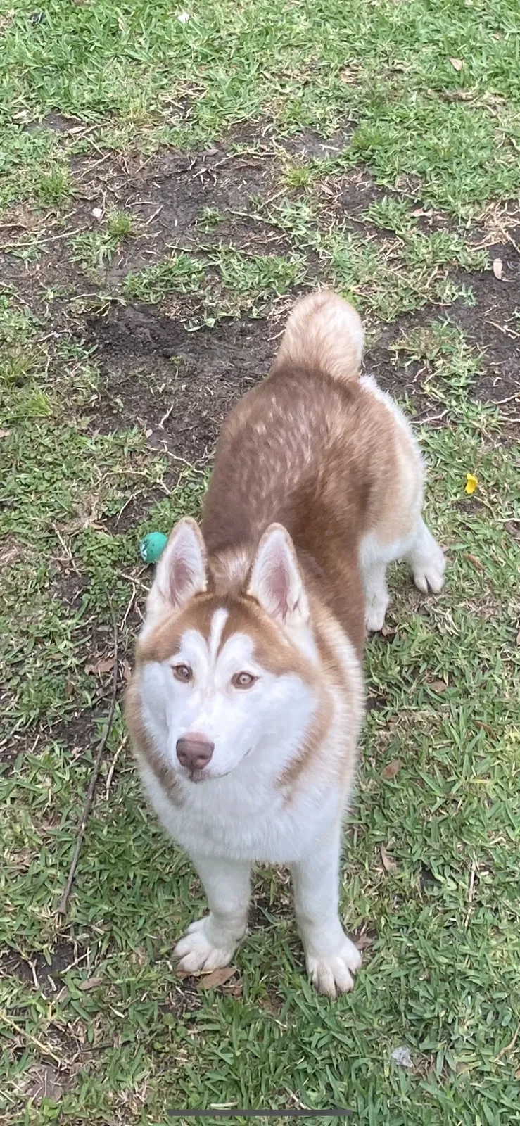 Lost dog in Houston, TX, 77045