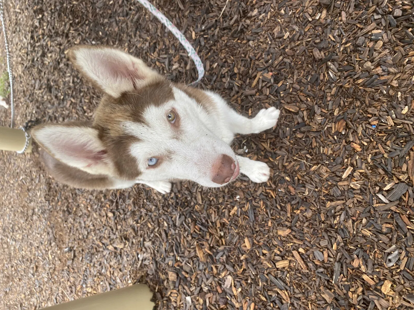 Lost dog in Houston, TX, 77045