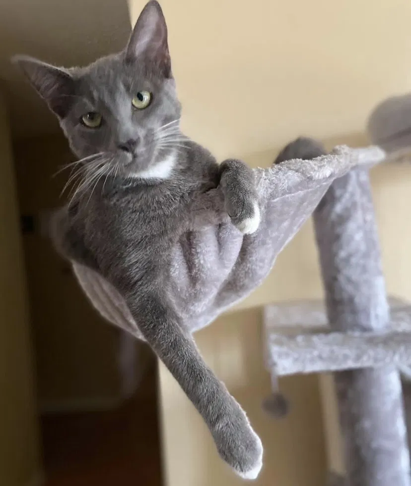 Lost cat in Ventura, CA, 93003