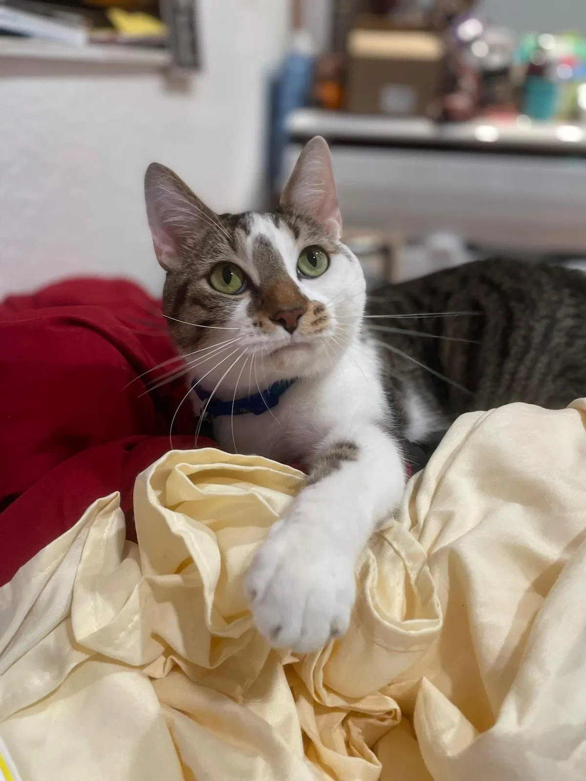 Lost cat in Hollywood, FL, 33025