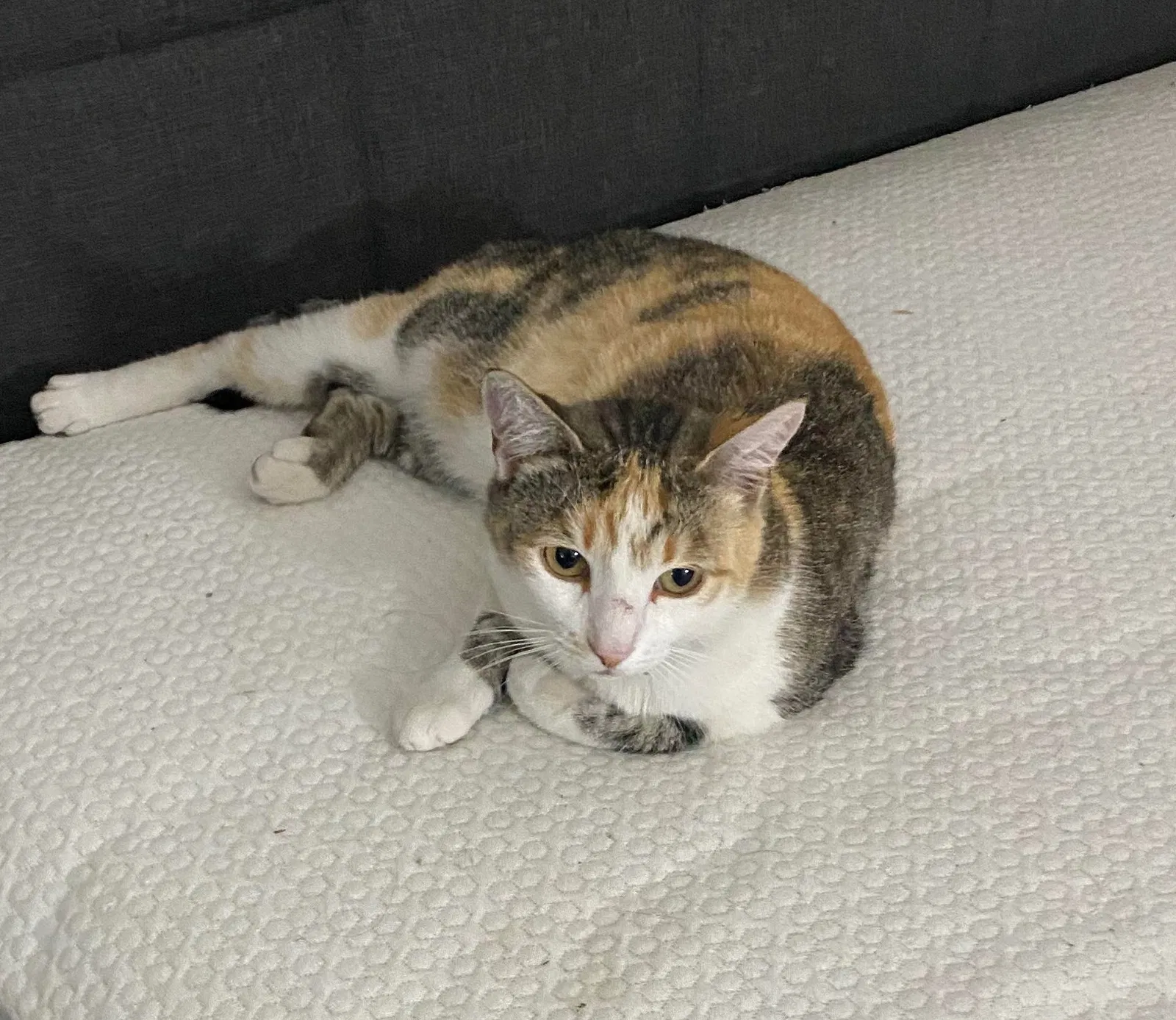 Lost cat in Westminster, CA, 92683