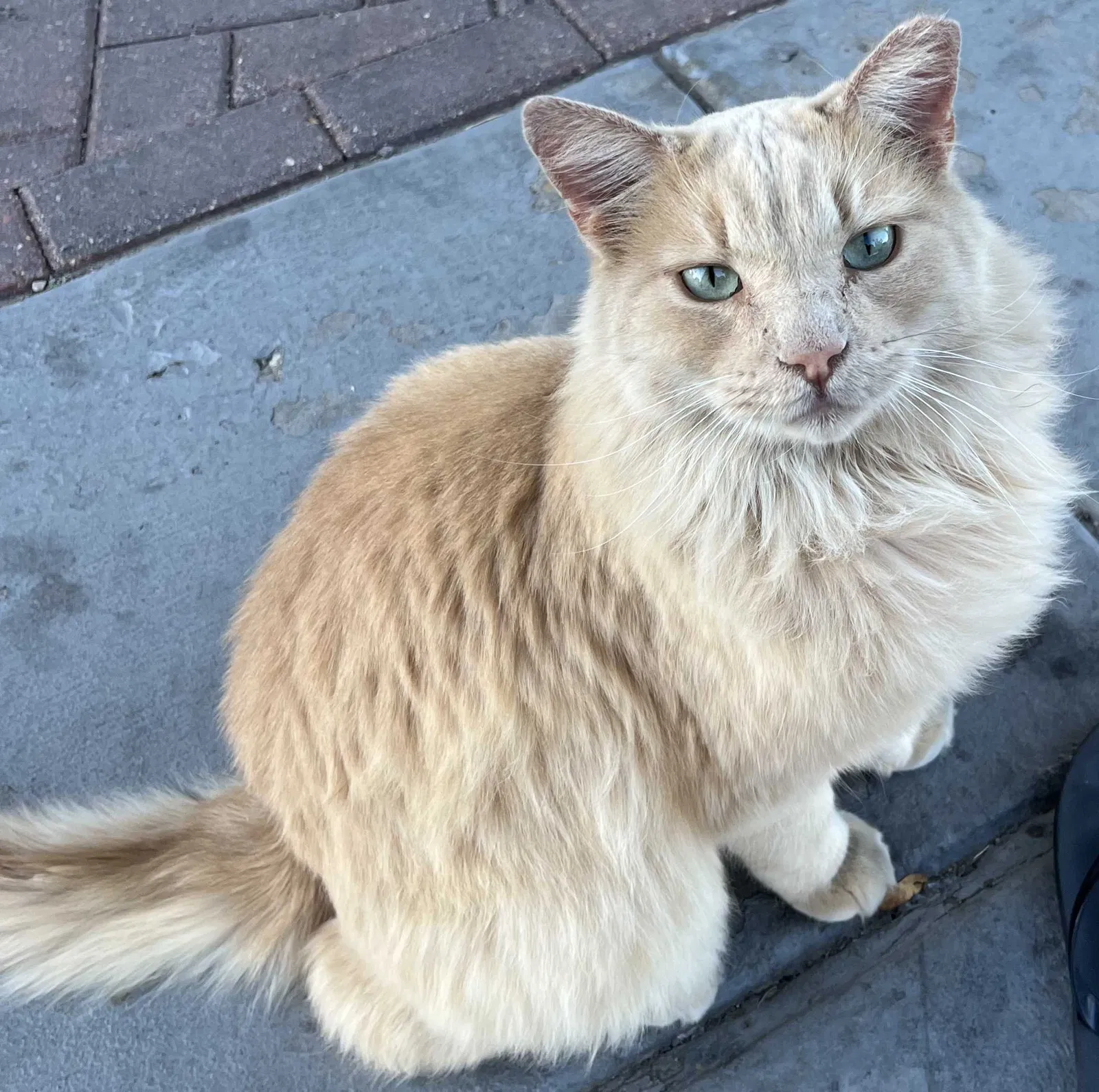 Lost cat in Bernalillo, NM, 87004