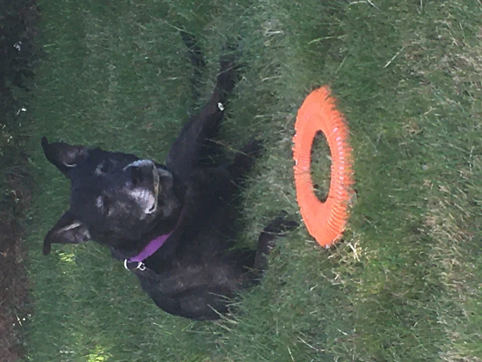 Lost dog in Puyallup, WA, 98372