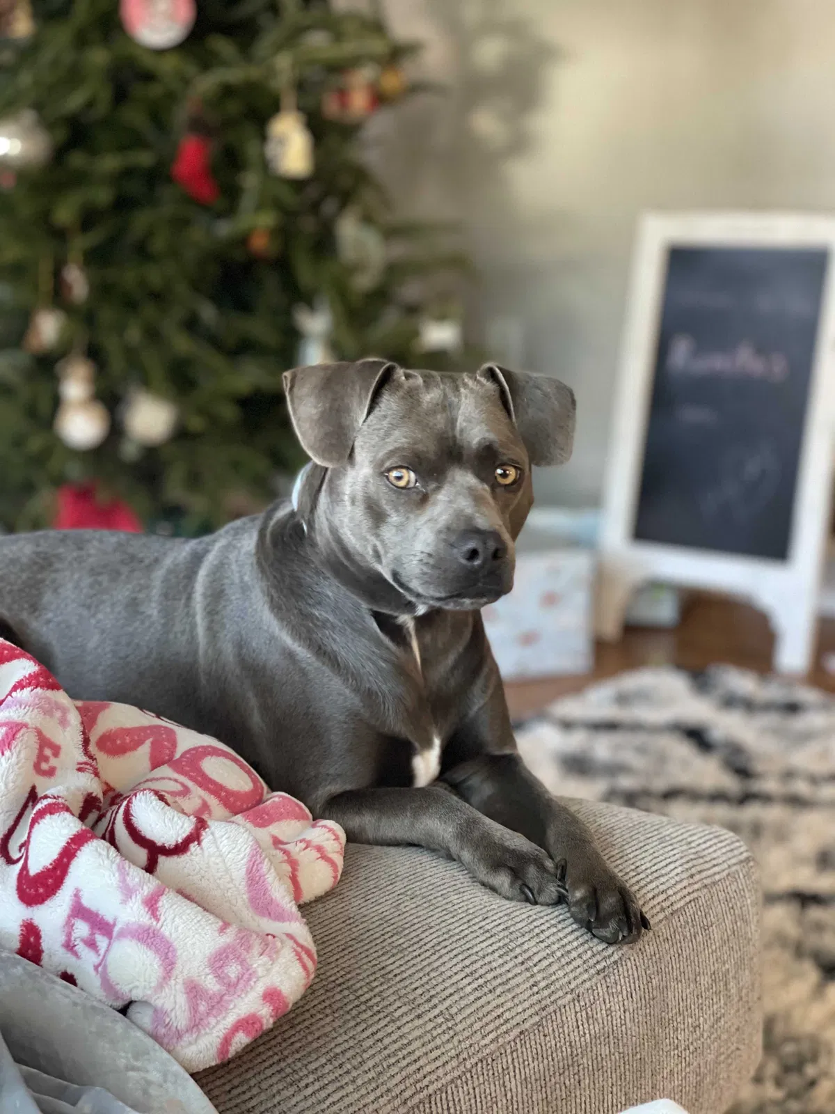 Lost dog in Statesville, NC, 28625