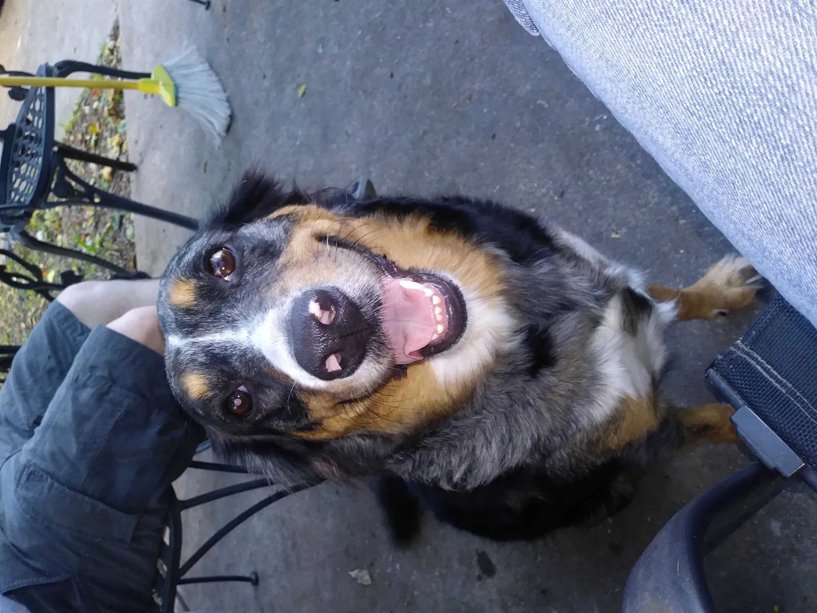 Lost dog in Austin, TX, 78747
