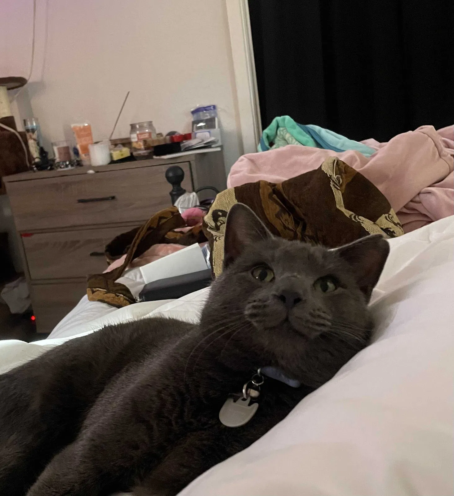 Lost cat in Killeen, TX, 76549