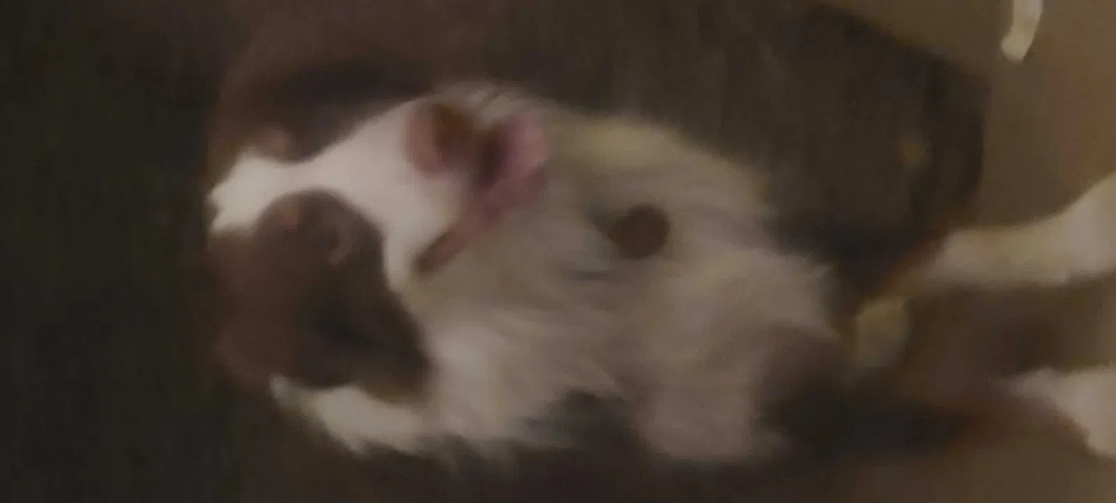 Lost dog in Emory, TX, 75440