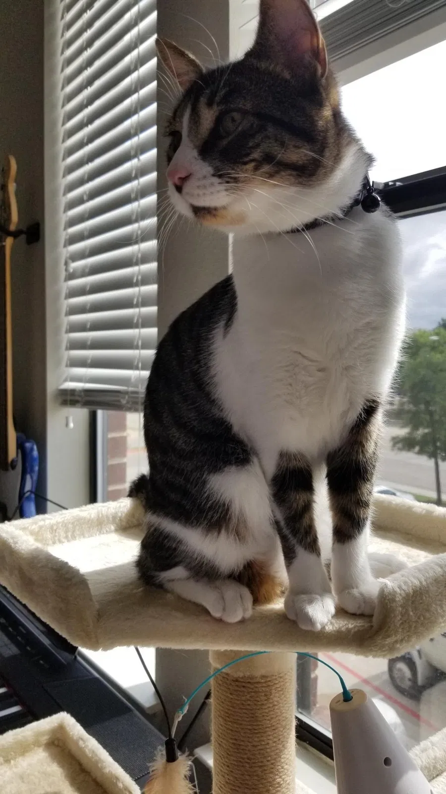 Lost cat in Coppell, TX, 75019
