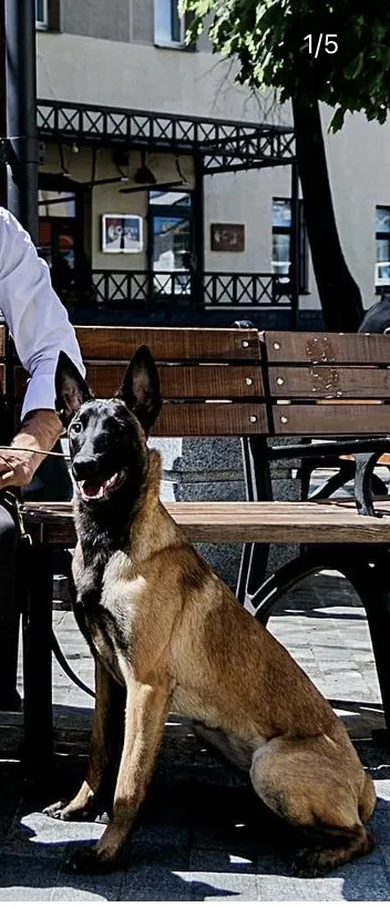 Lost dog in Las Vegas, NV, 89120