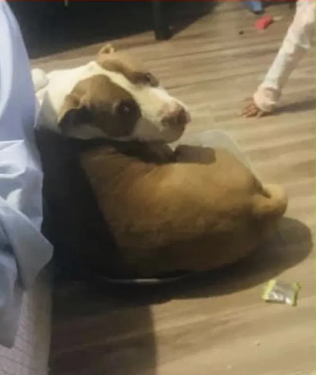 Lost dog in Bridgeton, NJ, 8302
