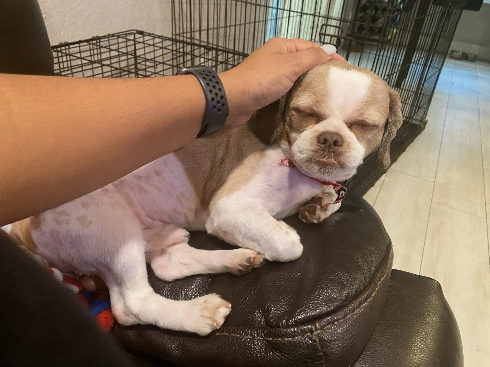 Lost dog in Fort Lauderdale, FL, 33317