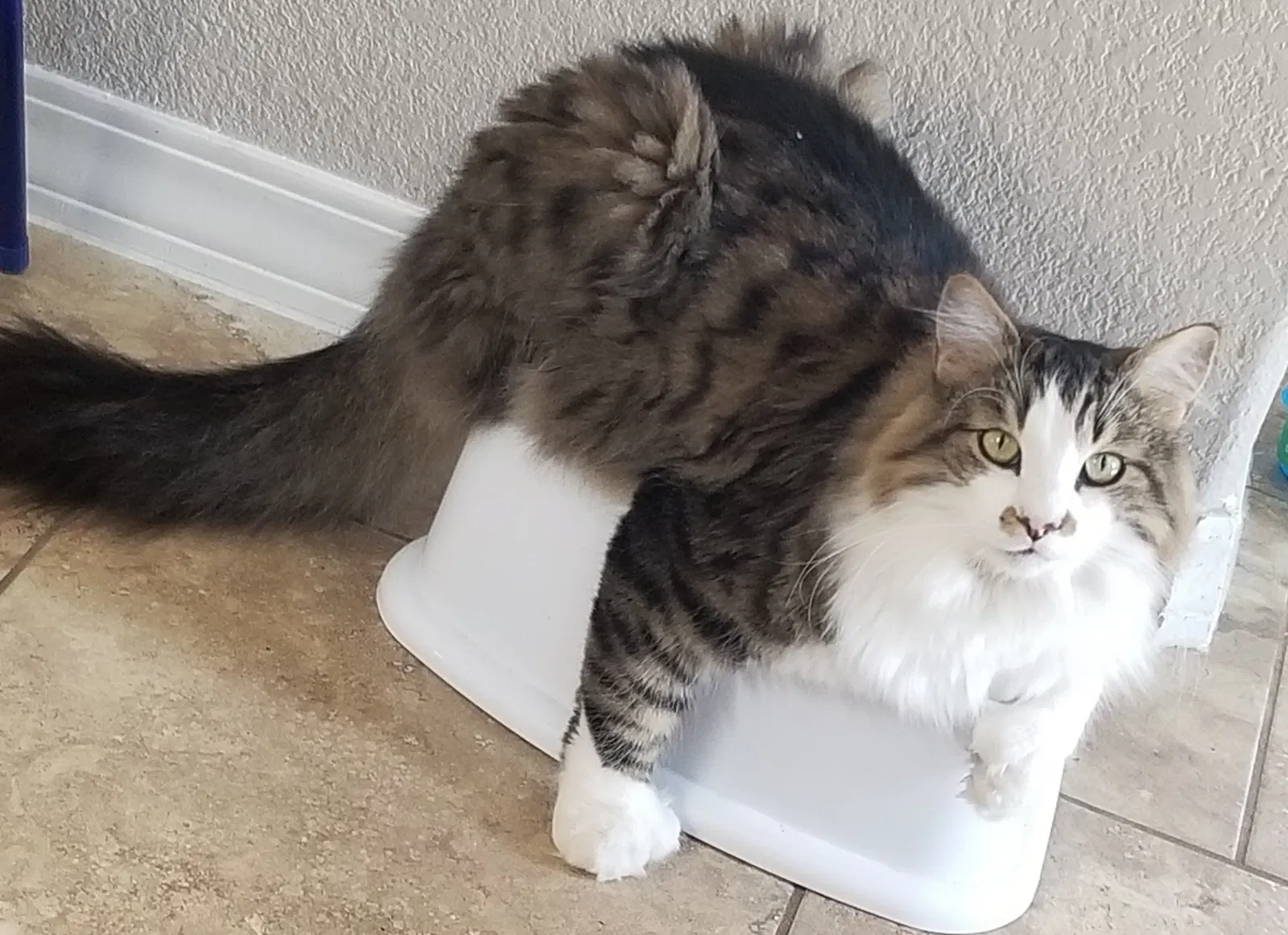 Lost cat in Raeford, NC, 28376