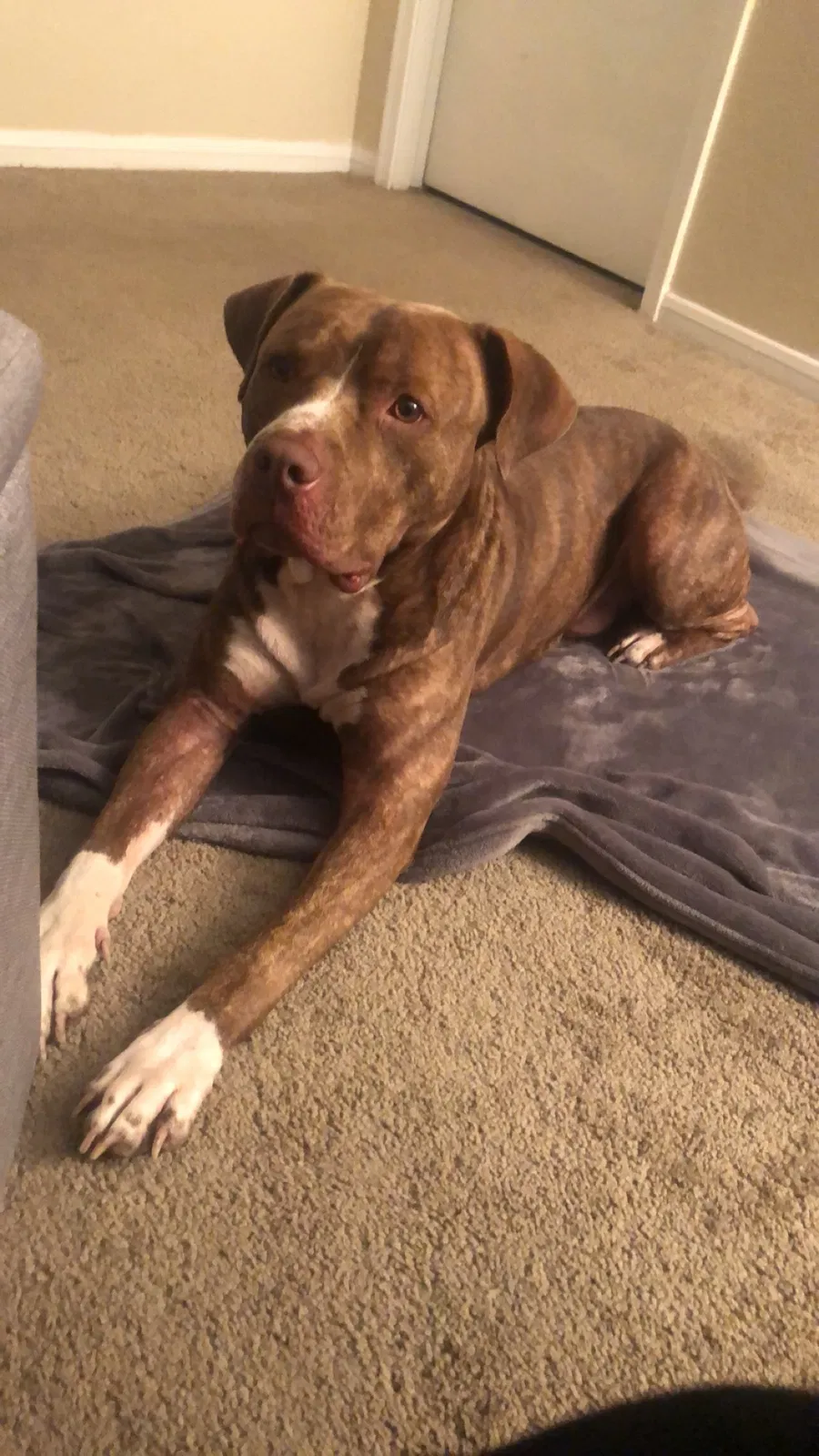 Lost dog in Tallahassee, FL, 32301