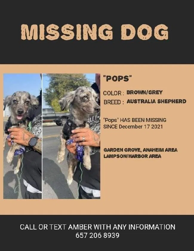 Lost dog in Garden Grove, CA, 92840
