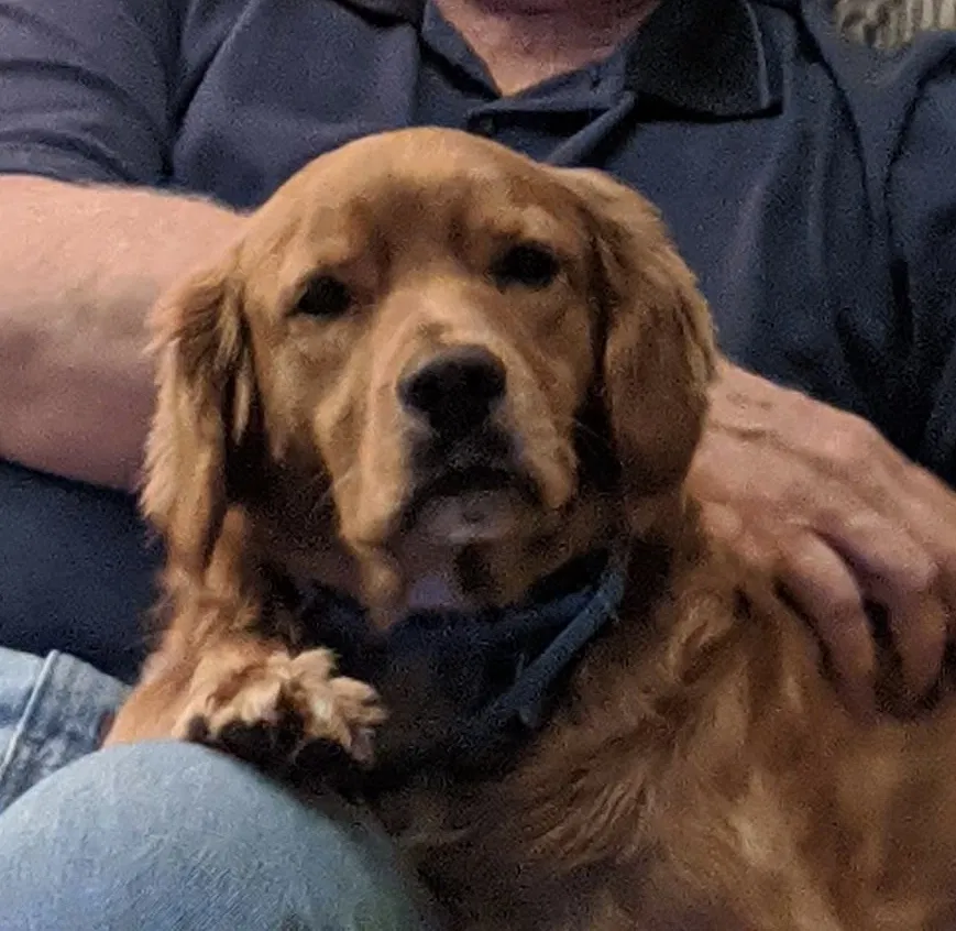 Lost dog in Huntsville, AL, 35802