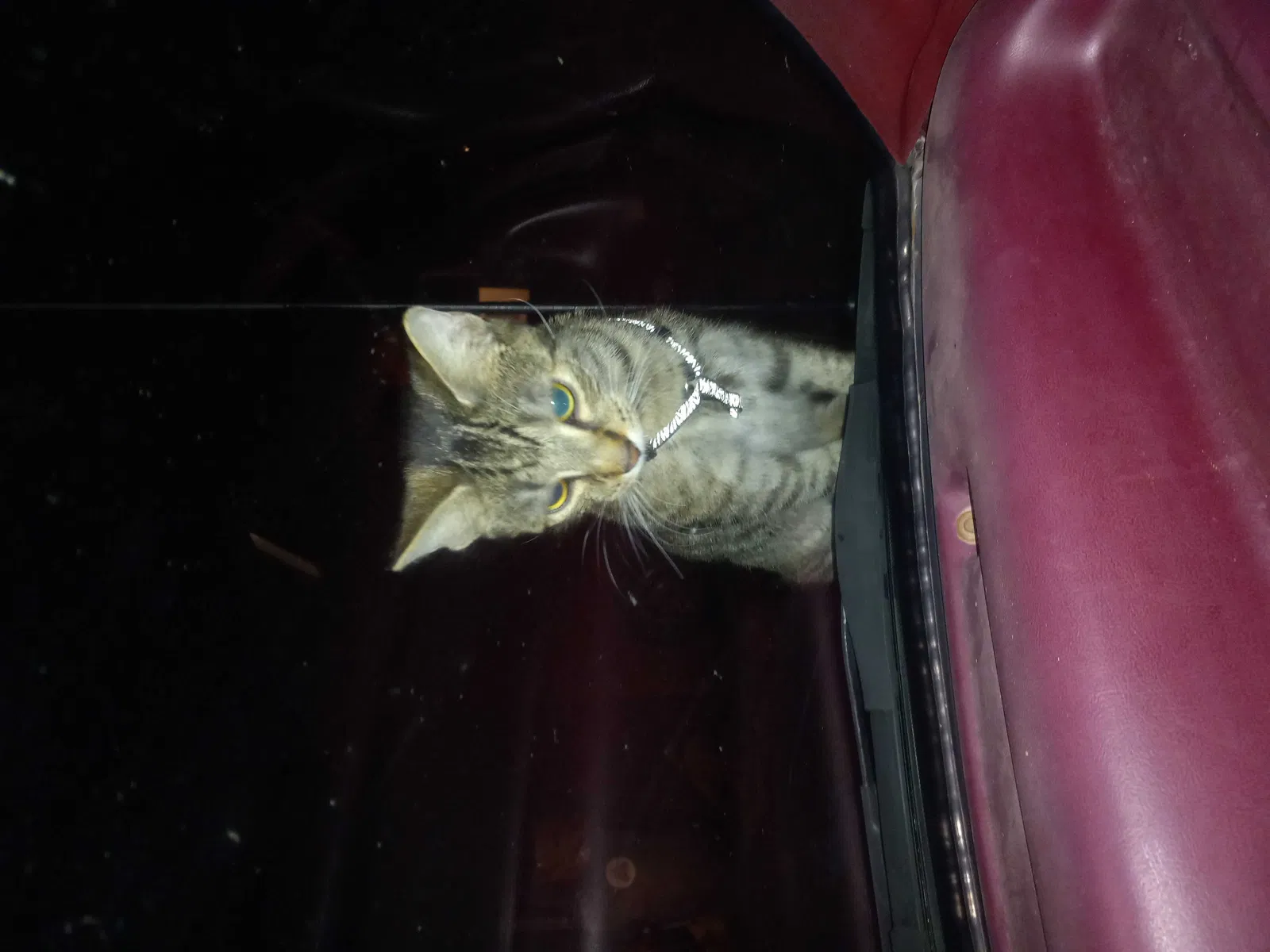 Lost cat in Evansville, IN, 47714